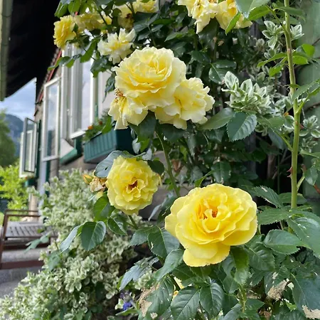 Holzhaus Falkenstein Schwarzau im Gebirge